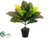Silk Plants Direct Croton Plant - Green Yellow - Pack of 12