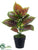 Silk Plants Direct Coleus Plant - Mauve Green - Pack of 12