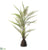 Sword Fern - Green - Pack of 2