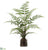 Forest Fern - Green - Pack of 4