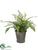 Leather Fern, Ivy - Green - Pack of 6