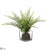 Sword Fern - Green - Pack of 6