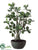 Oriental Ficus Bonsai - Green - Pack of 4