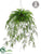 Hanging Asparagus Fern - Green - Pack of 1