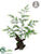 Asparagus Fern - Green - Pack of 1