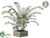 Fern - Green - Pack of 1