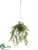 Hanging Lace Fern - Green - Pack of 6