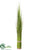 Onion Grass - Green - Pack of 4
