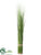 Onion Grass - Variegated - Pack of 4