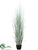 Reed Grass - Green Frosted - Pack of 1