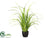 Silk Plants Direct Reed Grass - Green Light - Pack of 4