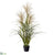 Pampas Grass Plant - Beige Green - Pack of 2
