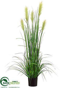 Foxtail Reed Grass - Green - Pack of 4