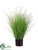 Dog Tail Onion Grass - Green Cream - Pack of 4