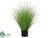 Dog Tail Onion Grass - Green Cream - Pack of 2