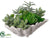 Succulent - Green - Pack of 4
