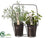 Rosemary, Mint - Green - Pack of 4