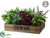 Herb Garden - Green Burgundy - Pack of 1