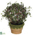 Angel Vine Ball Topiary - Green Two Tone - Pack of 4