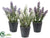 Lavender - Assorted - Pack of 12