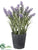 Lavender - Purple - Pack of 6