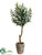 Myrtle Topiary - Green - Pack of 6