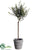 Myrtle Topiary - Green - Pack of 2