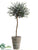 Myrtle Topiary - Green - Pack of 1