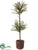 Myrtle Two Ball Topiary - Green - Pack of 2