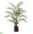 Areca Palm - Green - Pack of 2