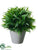 Ruscus Ball Topiary - Green Frosted - Pack of 4