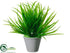 Silk Plants Direct Dracaena Marginata - Green Light - Pack of 6