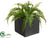 Fern - Green - Pack of 12