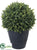 Rosemary Ball Topiary - Green - Pack of 8