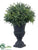 Rosemary Ball Topiary - Green Frosted - Pack of 8