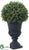 Rosemary Ball Topiary - Green - Pack of 6