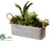 Succulent - Green Burgundy - Pack of 4