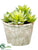 Sedum - Green - Pack of 6