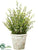 Silk Plants Direct Senecio - Green - Pack of 2