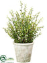Silk Plants Direct Senecio - Green - Pack of 2