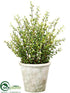 Silk Plants Direct Senecio - Green - Pack of 2