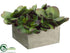 Silk Plants Direct Flap Jack - Green Burgundy - Pack of 1