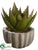 Aloe Plant - Green Burgundy - Pack of 6