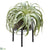 Tillandsia - Green - Pack of 2