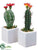 Cactus - Assorted - Pack of 6