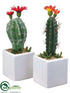 Silk Plants Direct Cactus - Assorted - Pack of 6