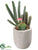 Cactus - Green - Pack of 12