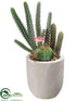 Silk Plants Direct Cactus - Green - Pack of 12