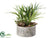 Fern, Succulent - Green Burgundy - Pack of 2