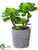 Silk Plants Direct Jade Plant - Green - Pack of 1